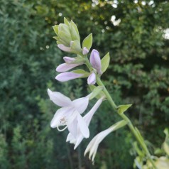 Hosta hybrid Guacamole / Funkia