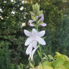 Hosta hybrid Guacamole / Funkia