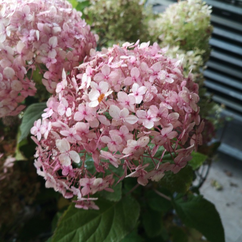 Hydrangea arborescens BellaRagazza Mauvette - Hortensia