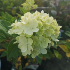 Hydrangea paniculata Little Lime / Træagtig Hortensia