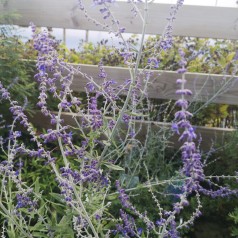 Perovskia atriplicifolia Blue Spire - Russisk salvie