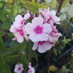 Phlox paniculata Bright Eyes / Høstfloks