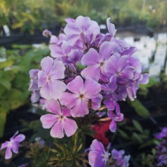 Phlox paniculata Franz Schuber / Høstfloks