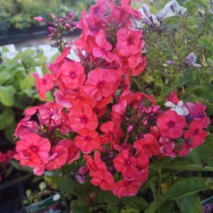 Phlox paniculata Adessa Orange / Høstfloks