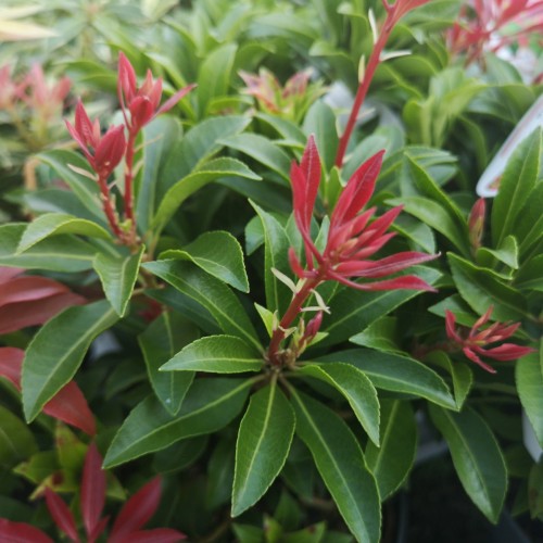 Pieris japonica Mountain Fire