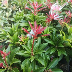 Pieris japonica Mountain Fire