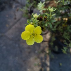 Buskpotentil Anette Hækplanter 30-50 cm. - Bundt med 10 stk. barrodsplanter - Potentilla fruticosa Annette
