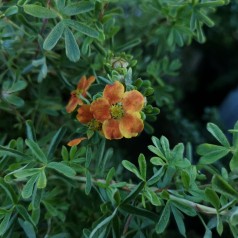 Potentilla fruticosa Hopleys Orange - Buskpotentil