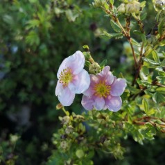 Potentilla fruticosa Pink Queen (Blink Princess) - Buskpotentil