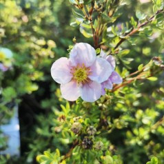 Buskpotentil Pink Queen - Potentilla fruticosa Pink Queen (Blink Princess)