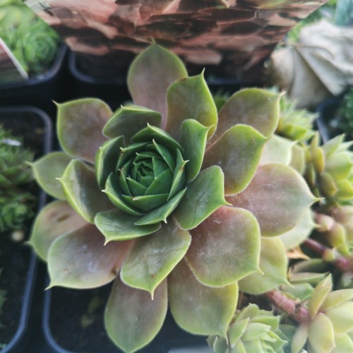 Sempervivum hybrid Othello / Husløg