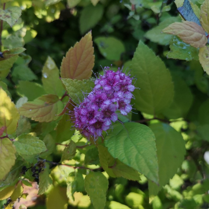 Spiraea japonica Goldmound - Spiræa