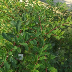 Spiræa Snowmound 20-40 cm. - Bundt med 10 stk. barrodsplanter - Spiraea nipponica Snowmound _