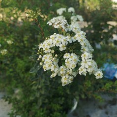 Spiræa Snowmound 20-40 cm. - Bundt med 10 stk. barrodsplanter - Spiraea nipponica Snowmound _