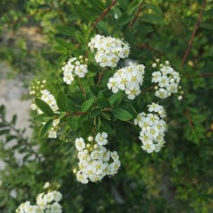 Spiræa Snowmound 20-40 cm. - Bundt med 10 stk. barrodsplanter - Spiraea nipponica Snowmound _
