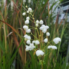 Thalictrum delavayi Splendide White - Violfrøstjerne