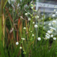 Thalictrum delavayi Splendide White - Violfrøstjerne