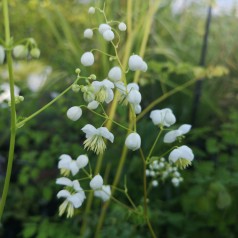 Thalictrum delavayi Splendide White - Violfrøstjerne