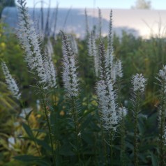 Veronicastrum virginicum Album / Virginsk Ærenpris