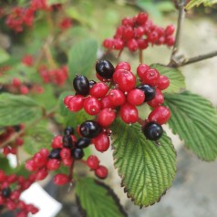 Viburnum plicatum Kilimanjaro Sunrise - Japansk Snebolle