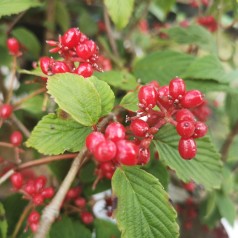 Viburnum plicatum Kilimanjaro Sunrise - Japansk Snebolle