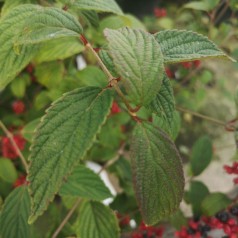 Viburnum plicatum Kilimanjaro Sunrise - Japansk Snebolle