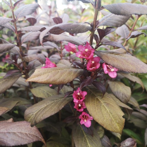 Weigela florida Minor Black - Rødbladet Klokkebusk
