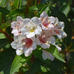 Abelia grandiflora