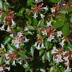 Abelia grandiflora