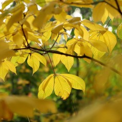 Aesculus parviflora / Buskhestekastanje