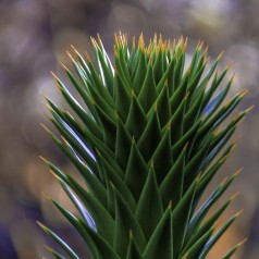 Abetræ - Araucaria araucana 40-50 cm.