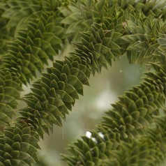 Abetræ - Araucaria araucana 40-50 cm.