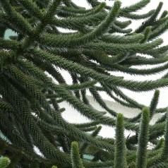 Abetræ - Araucaria araucana 40-50 cm.