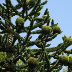 Abetræ - Araucaria araucana 40-50 cm.