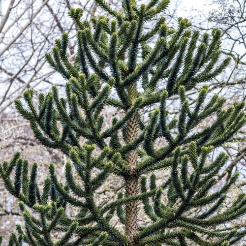 Abetræ - Araucaria araucana 40-50 cm.