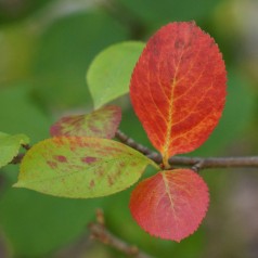 Storfrugtet Surbær Nero - Aronia prunifolia Nero