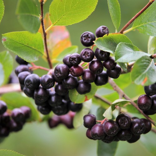 Storfrugtet Surbær Nero - Aronia prunifolia Nero