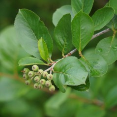 Storfrugtet surbær Viking 20-40 cm. - Bundt med 10 stk. barrodsplanter - Aronia melanocarpa Viking *