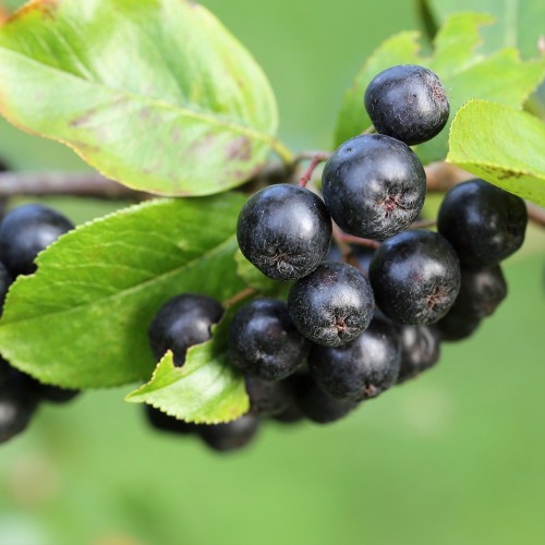 Storfrugtet Surbær Viking - Aronia prunifolia Viking