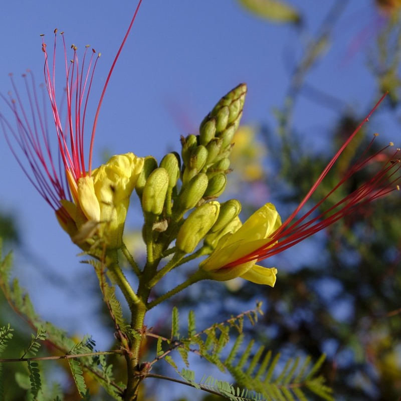 Caesalpinia gilliesii / Bird of Paradise Caesalpinia gilliesii / Bird of Paradise