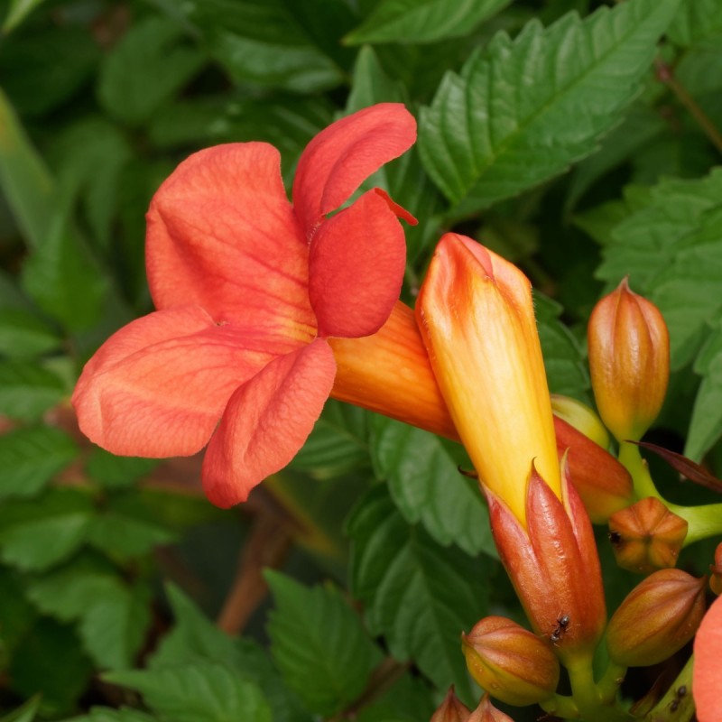 Campsis radicans / Trompetblomst Campsis radicans / Trompetblomst