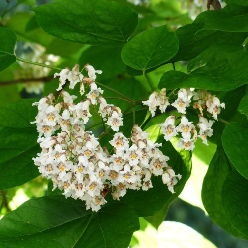 Catalpa bignonioides - Trompetkrone