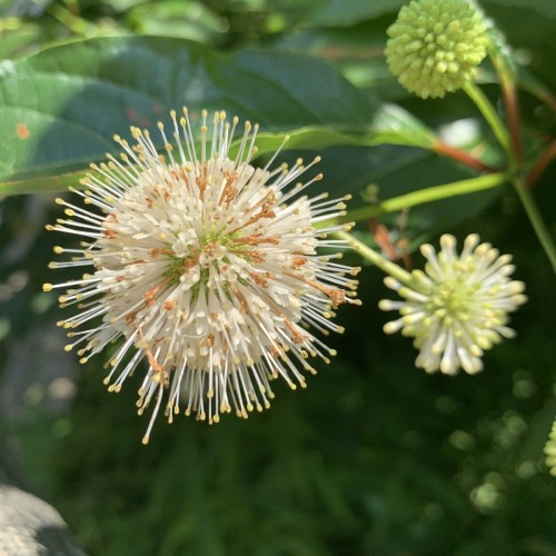 Cephalanthus occidentalis - Knapbusk