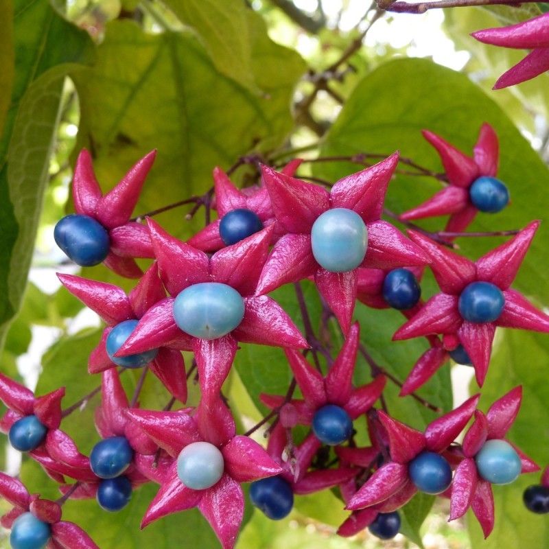 Clerodendrum trichotomum / Skæbnetræ