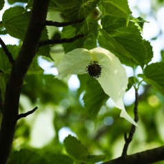 Davidia involucrata - Duetræ