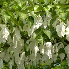 Davidia involucrata - Duetræ