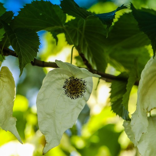 Davidia involucrata - Duetræ / Træ 175-200 cm. - ST