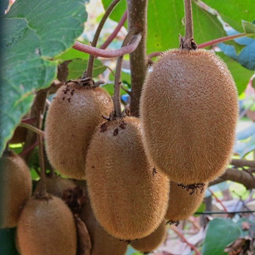 Kiwi Hayward (Hun) - Actinidia chinensis Hayward