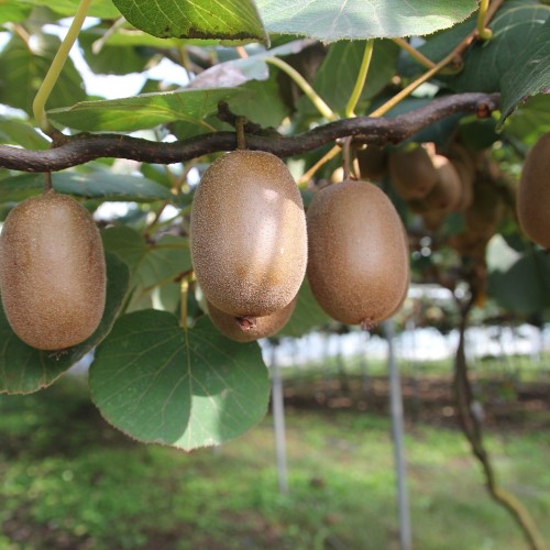 Kiwi Jenny - Actinidia chinensis Jenny