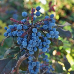 Mahonia aquifolium Apollo / Mahonie